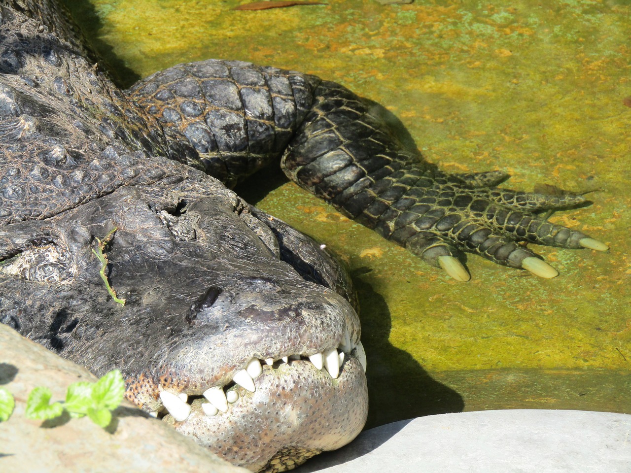 crocodile teeth animal free photo
