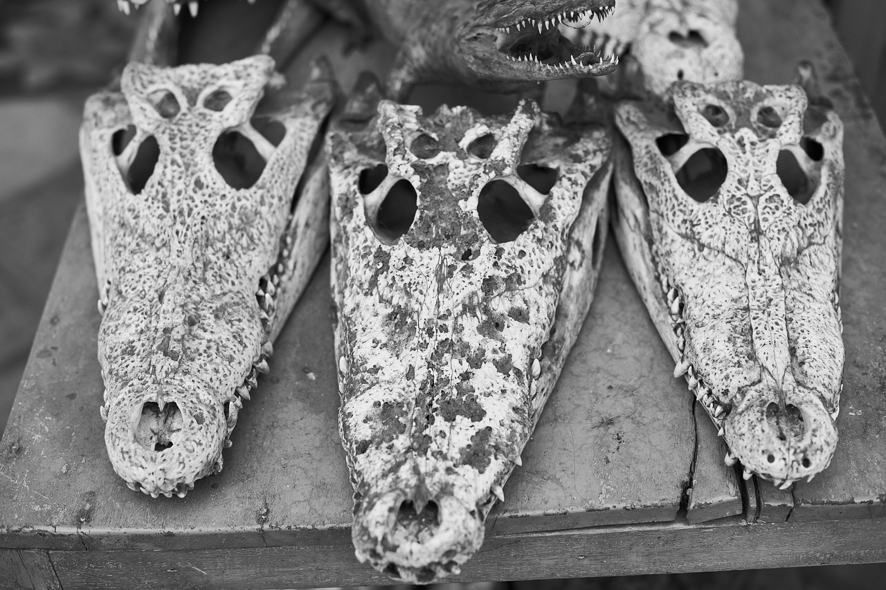 crocodile head skeleton free photo