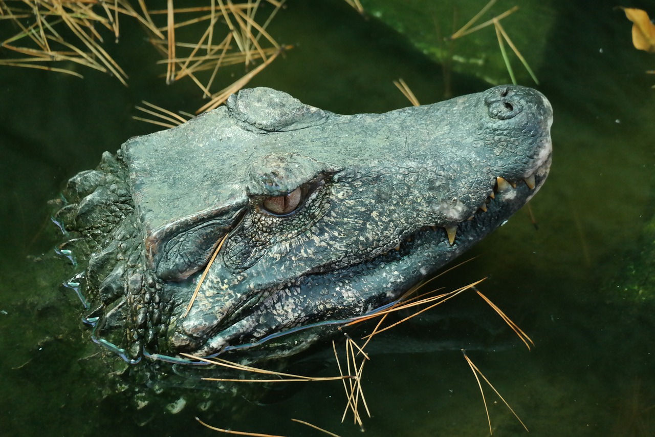 crocodile water reptile free photo