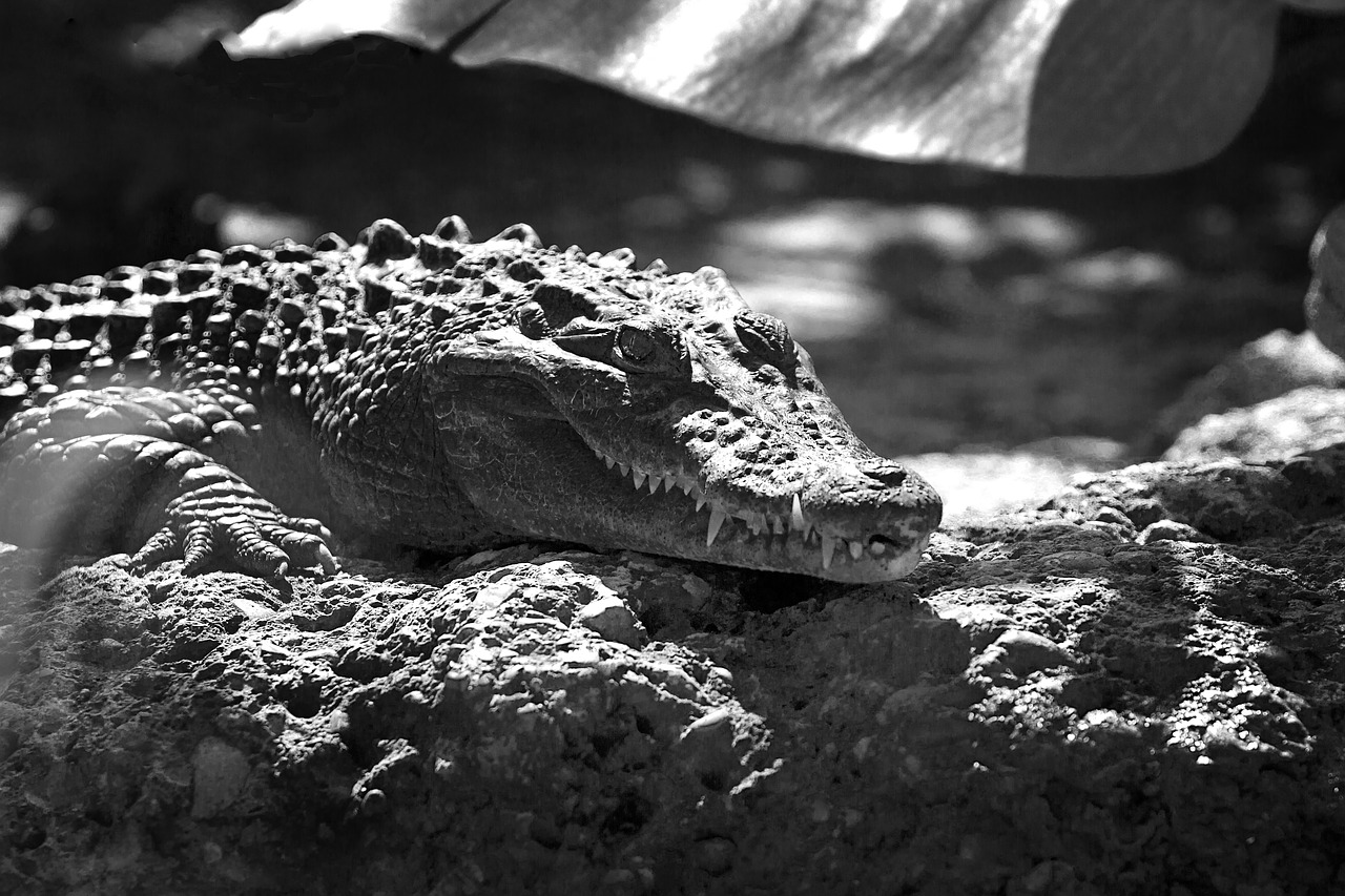 crocodile alligator animal free photo