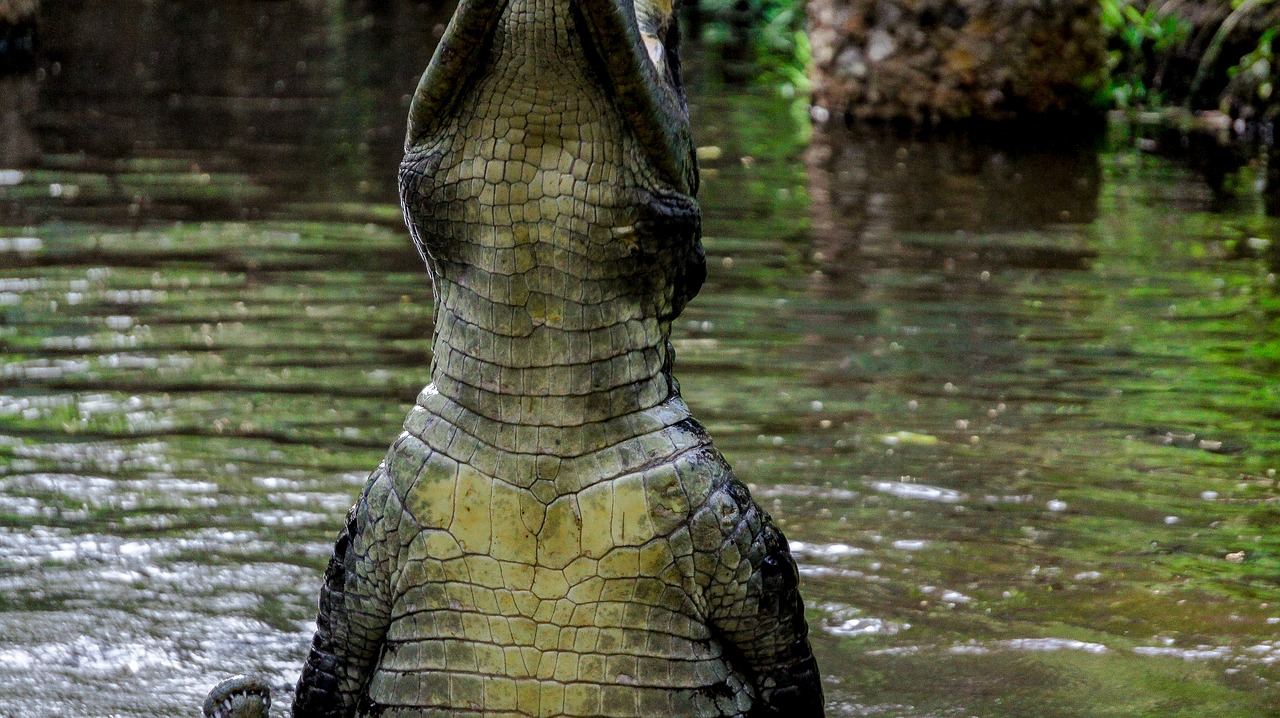 crocodile water chest free photo