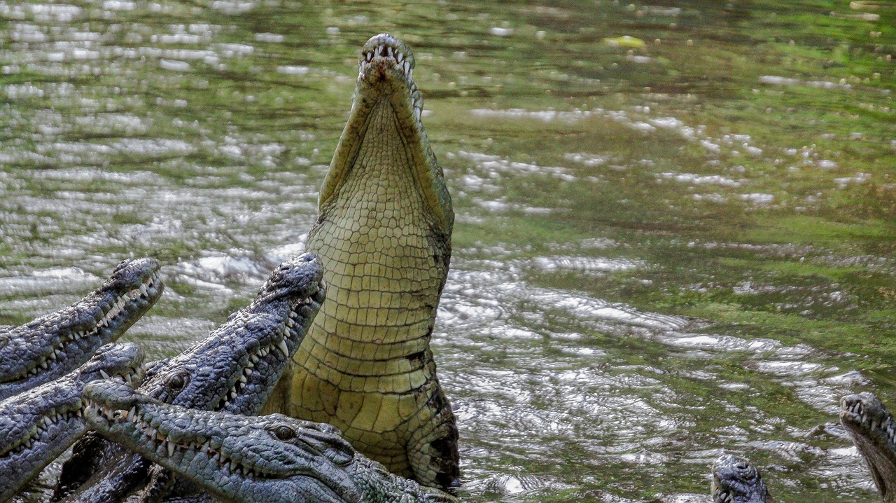 crocodile nature wild free photo
