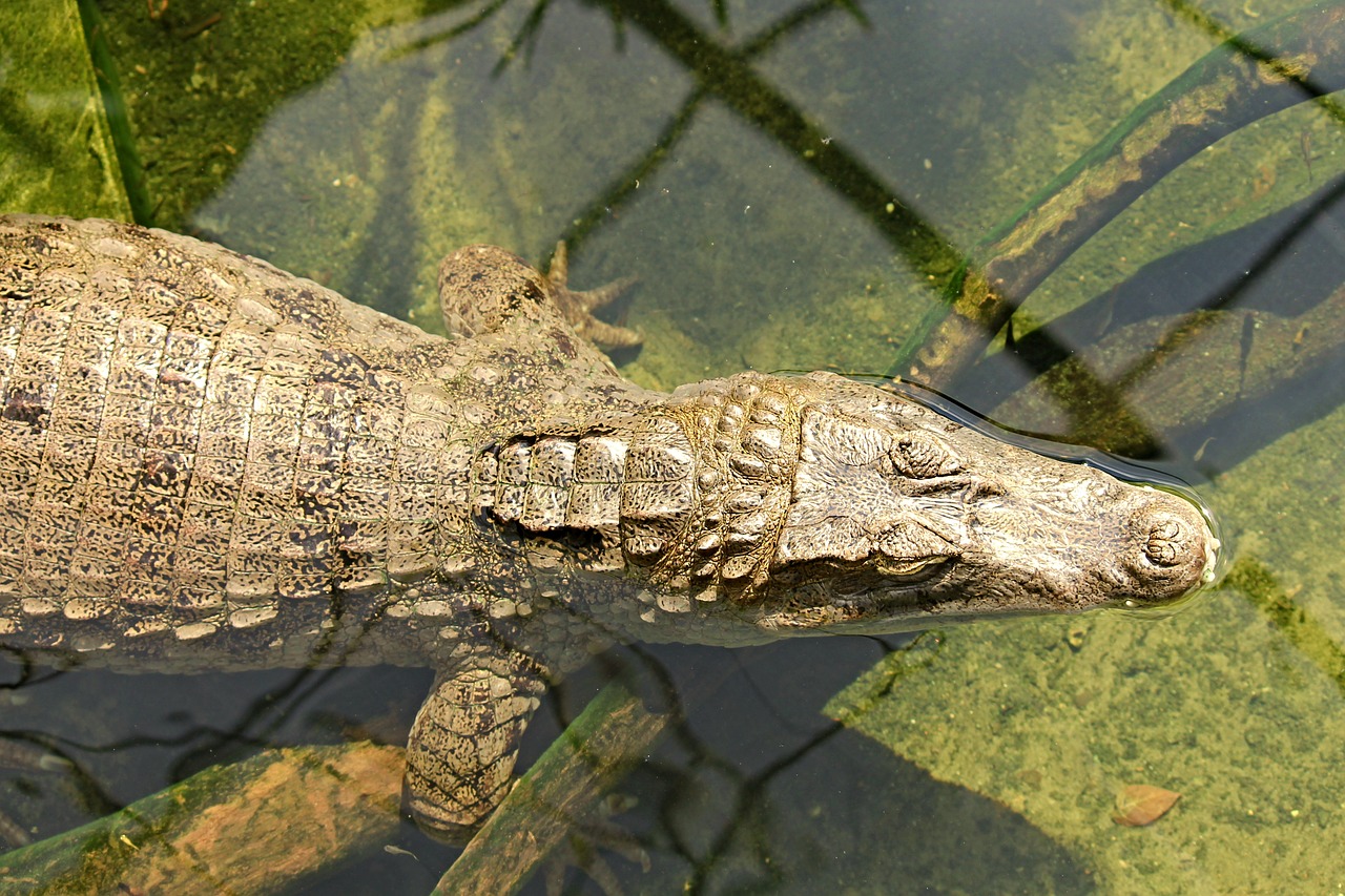 crocodile reptile lizard free photo