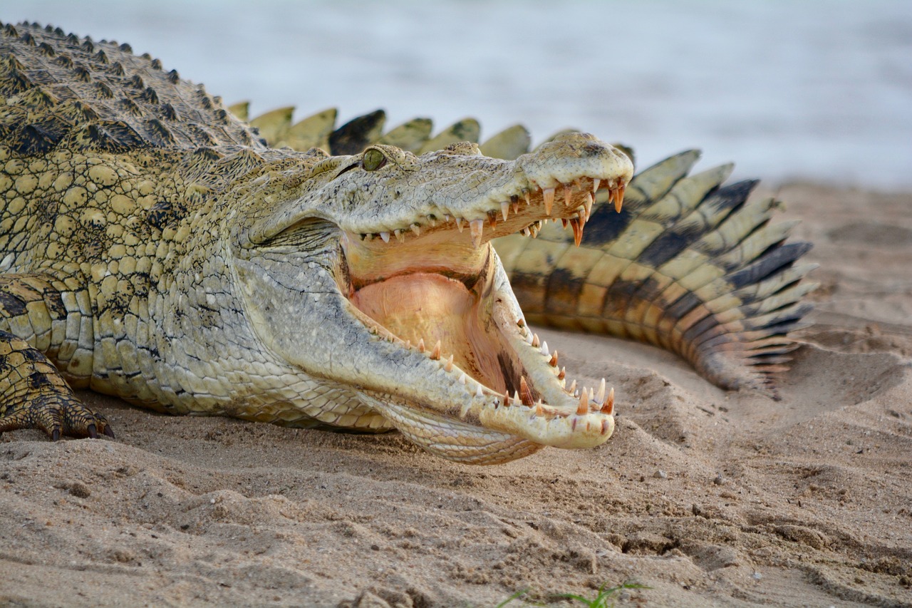 crocodile africa natural park free photo