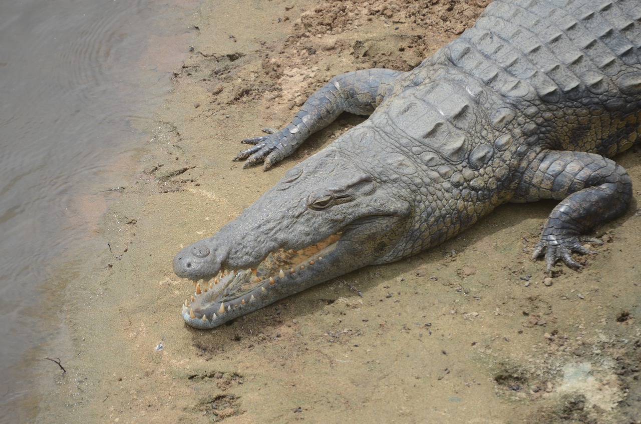 crocodile river africa free photo