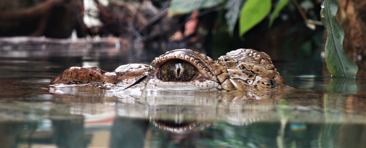 crocodile eye wildlife free photo