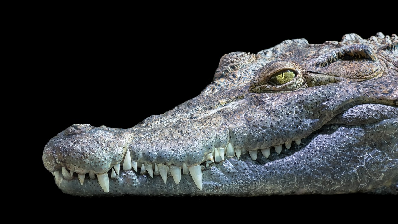 crocodile philippines freshwater free photo