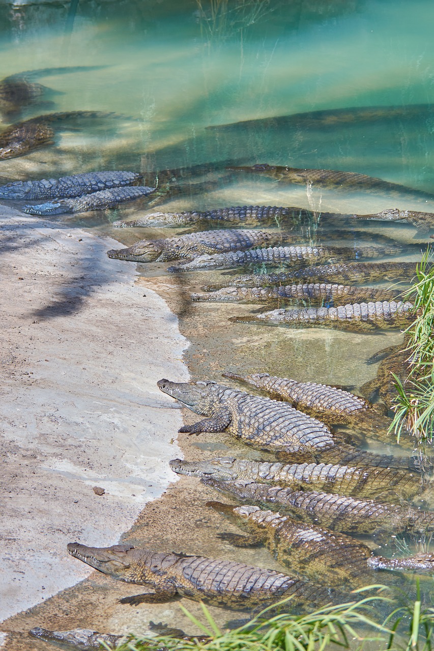 crocodile alligator dangerous free photo