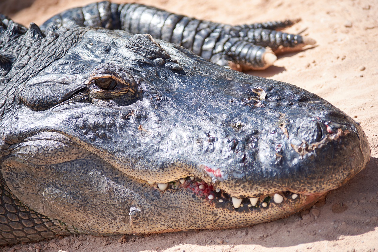 Крокодилы Аллигаторы кайманы