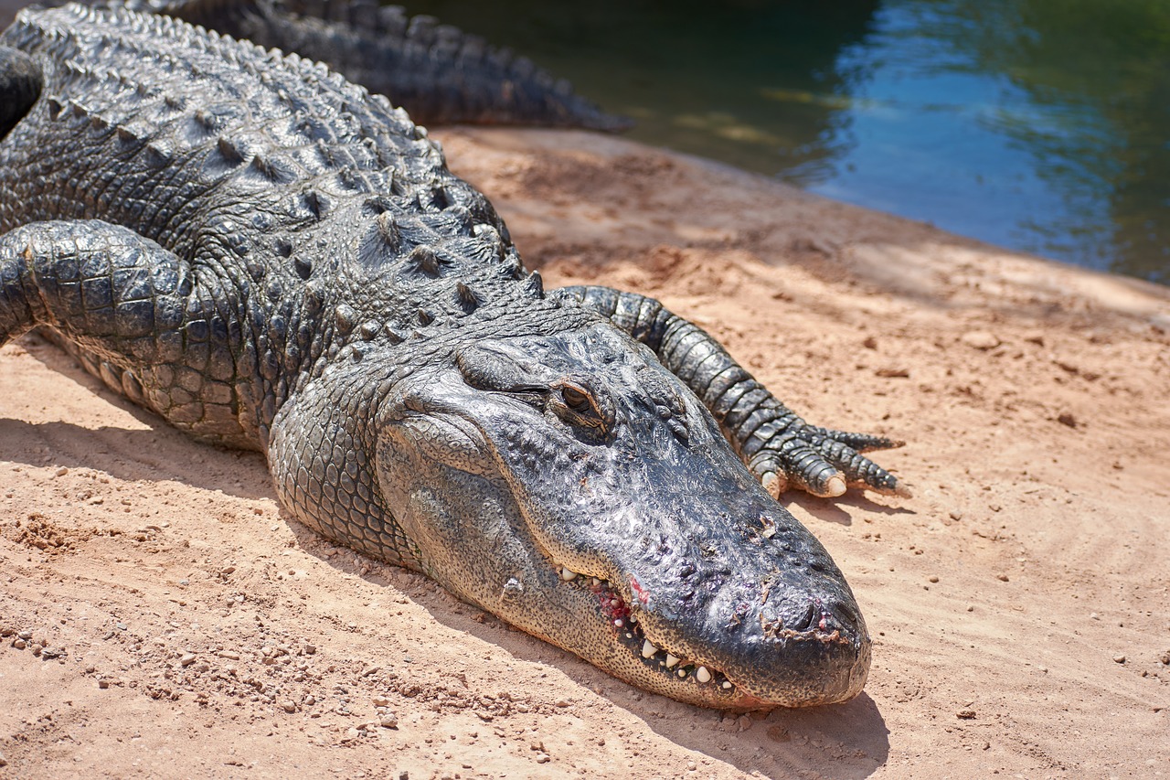 Крокодил фото. Крокодил и Аллигатор. Кубинский крокодил. Аллигатор обыкновенный. Alligator Timsah.