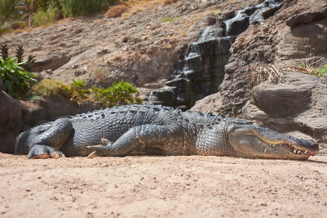 crocodile alligator dangerous free photo