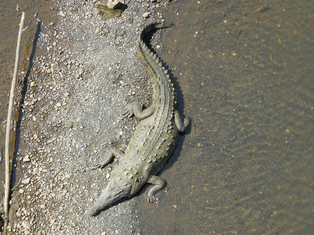 crocodile costa rica reptile free photo