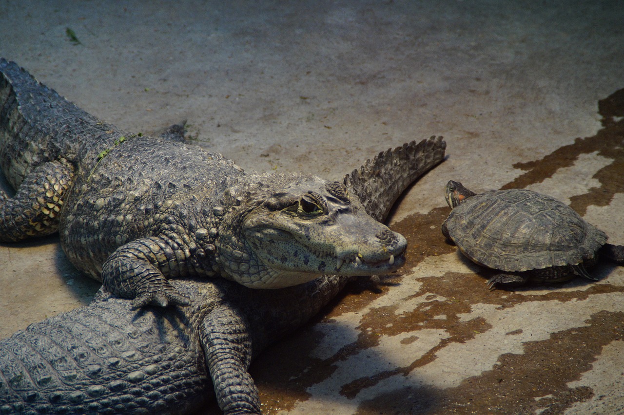 crocodile alligator turtle free photo