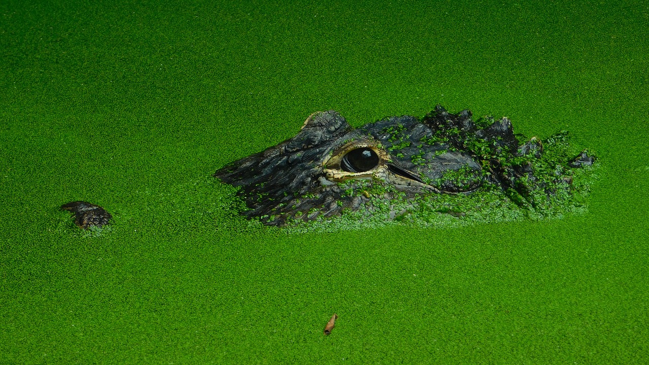 crocodile water animal free photo