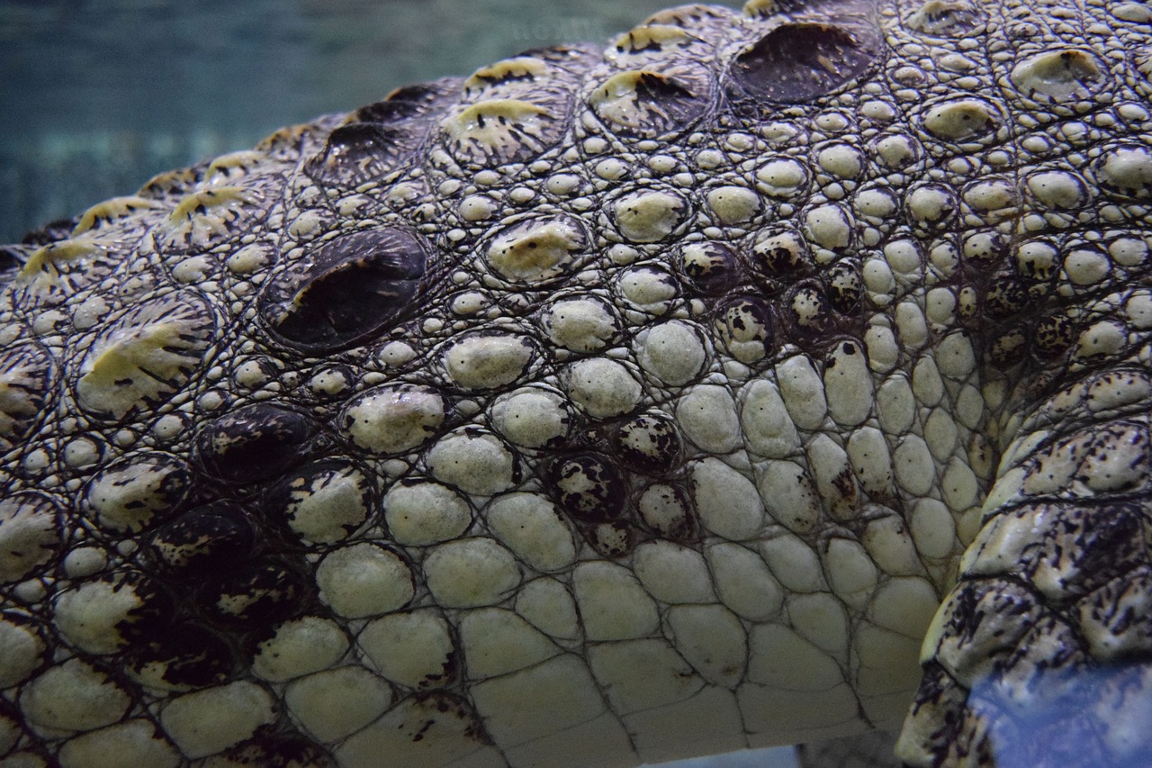 crocodile alligator animal free photo