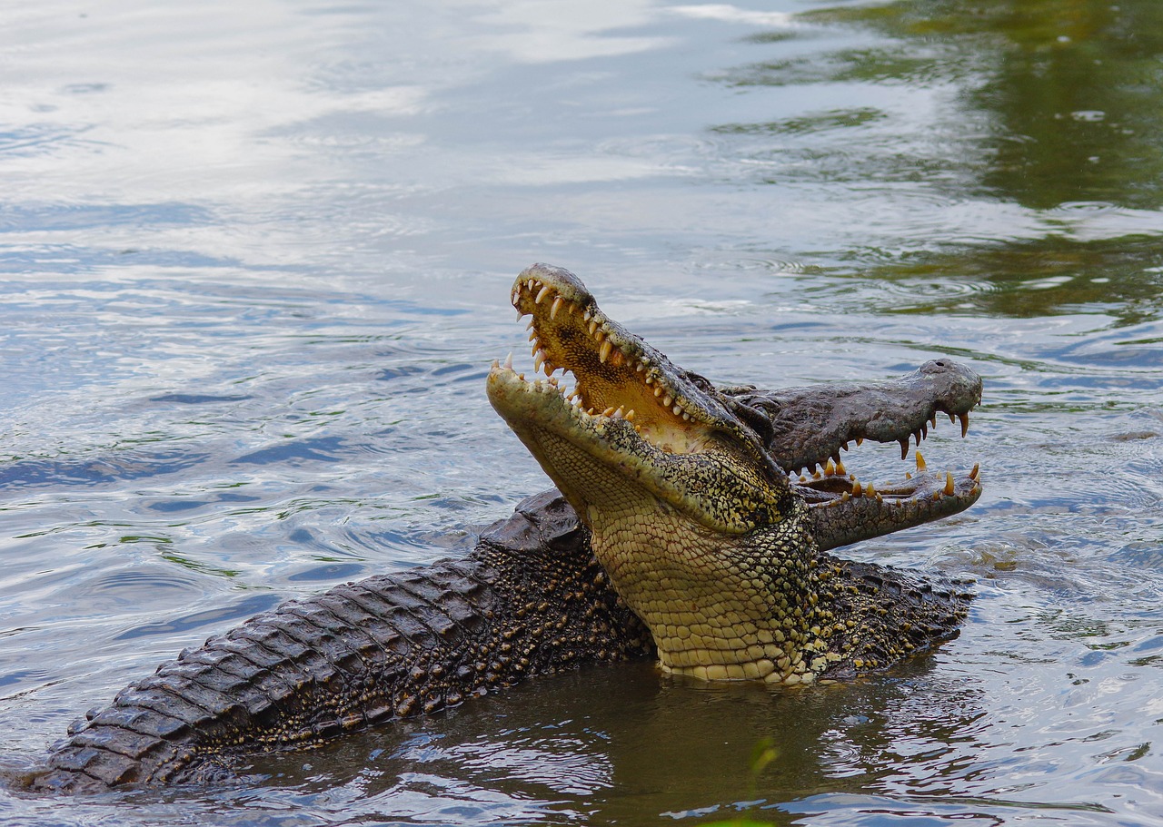 crocodile cuba animal free photo