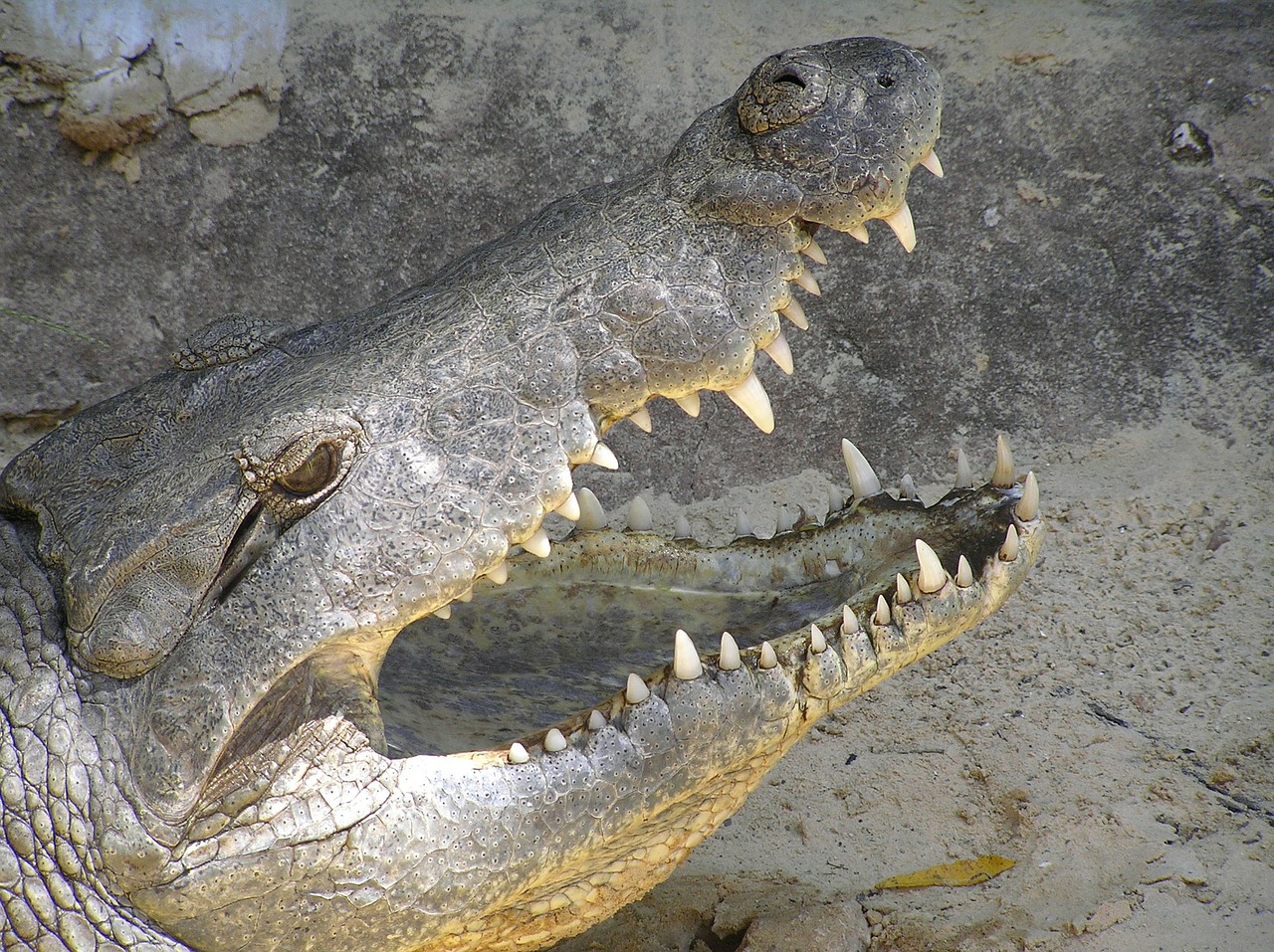 crocodile close dangerous free photo