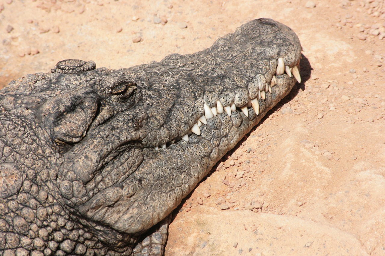 crocodile cayman animal free photo