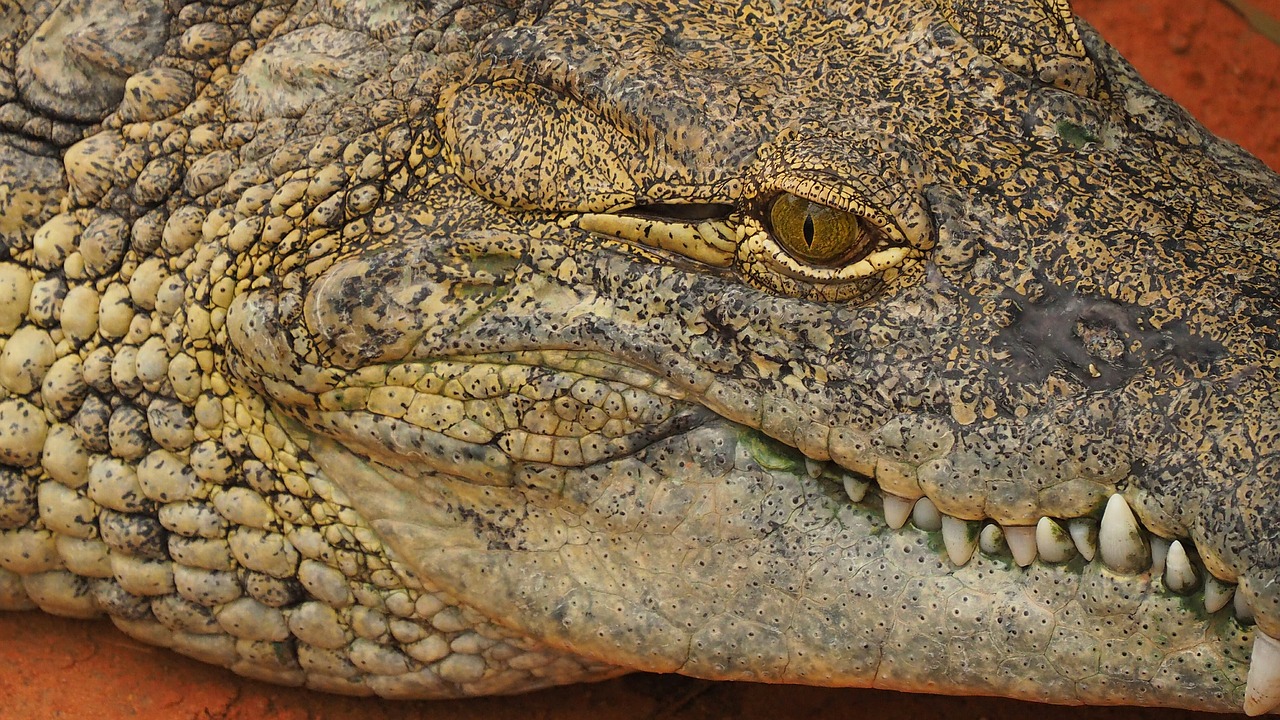 crocodile reptile animal free photo