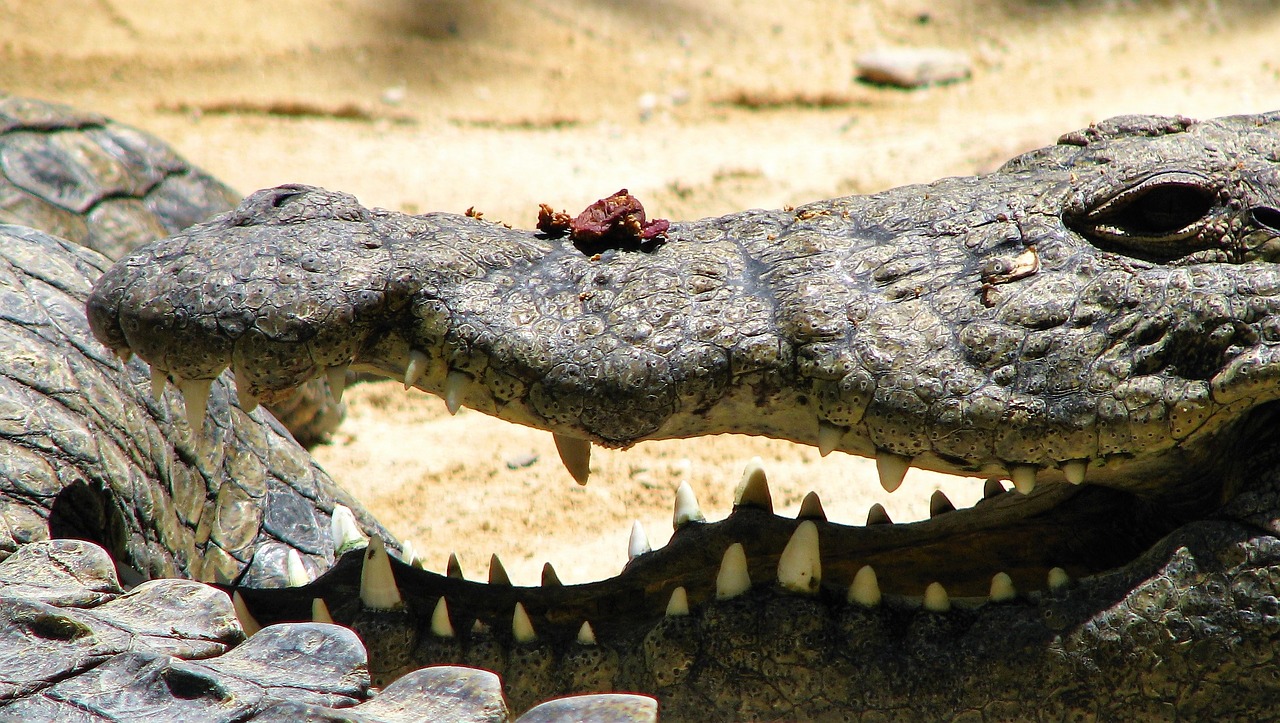 crocodile alligator reptiles free photo