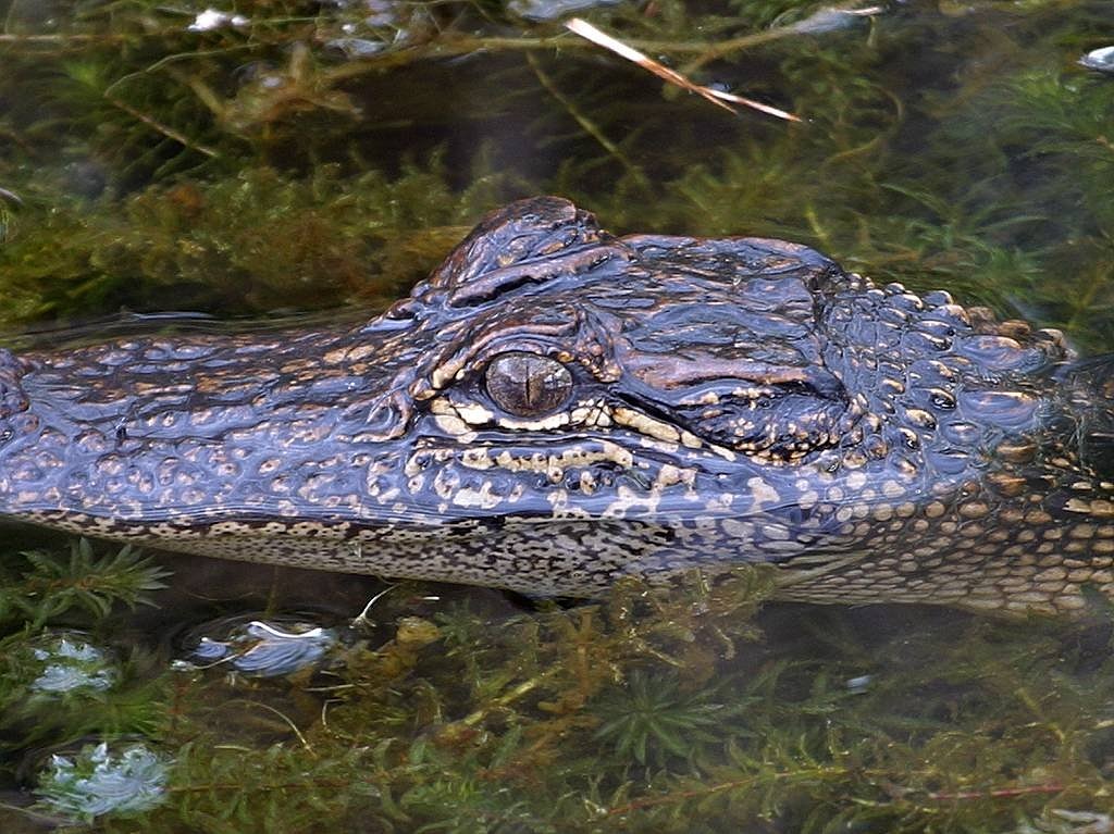 crocodile eyes wilderness free photo