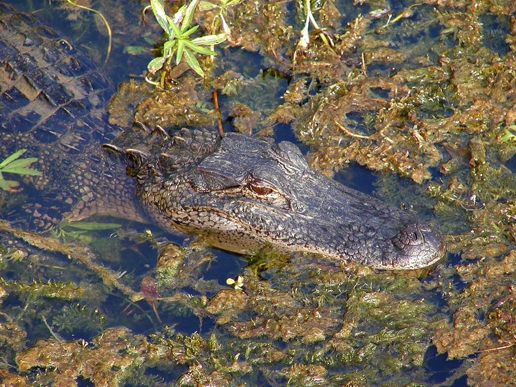 crocodile wilderness dangerous free photo