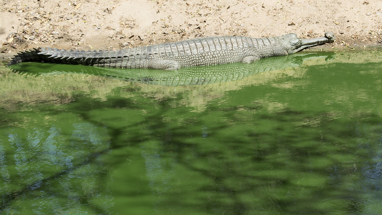 crocodile alligator reptile free photo