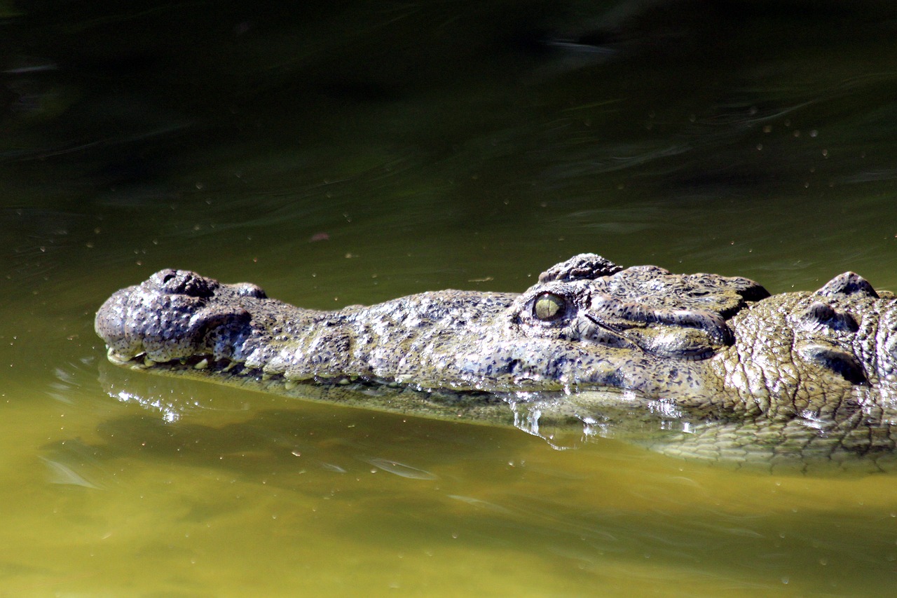 crocodile  body of water  nature free photo