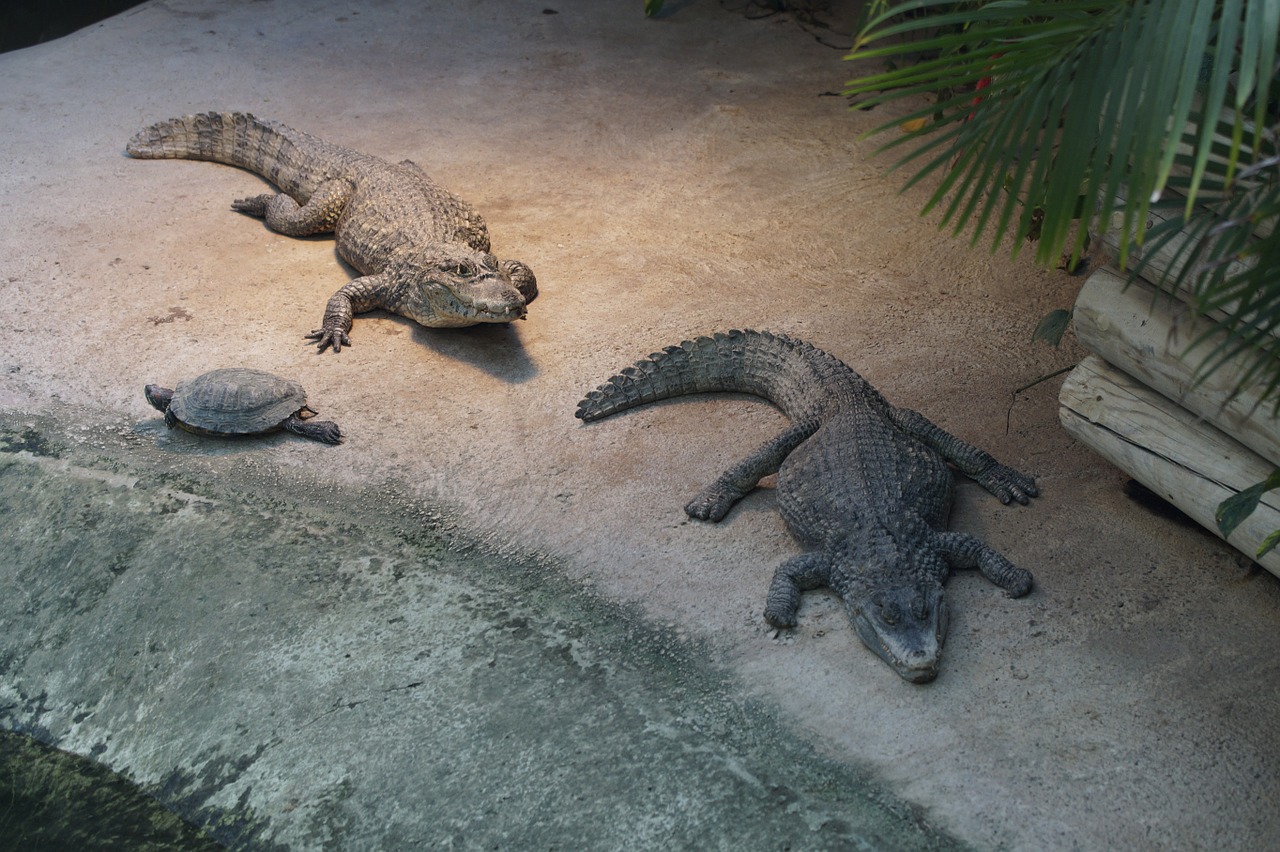 crocodile cayman alligator free photo