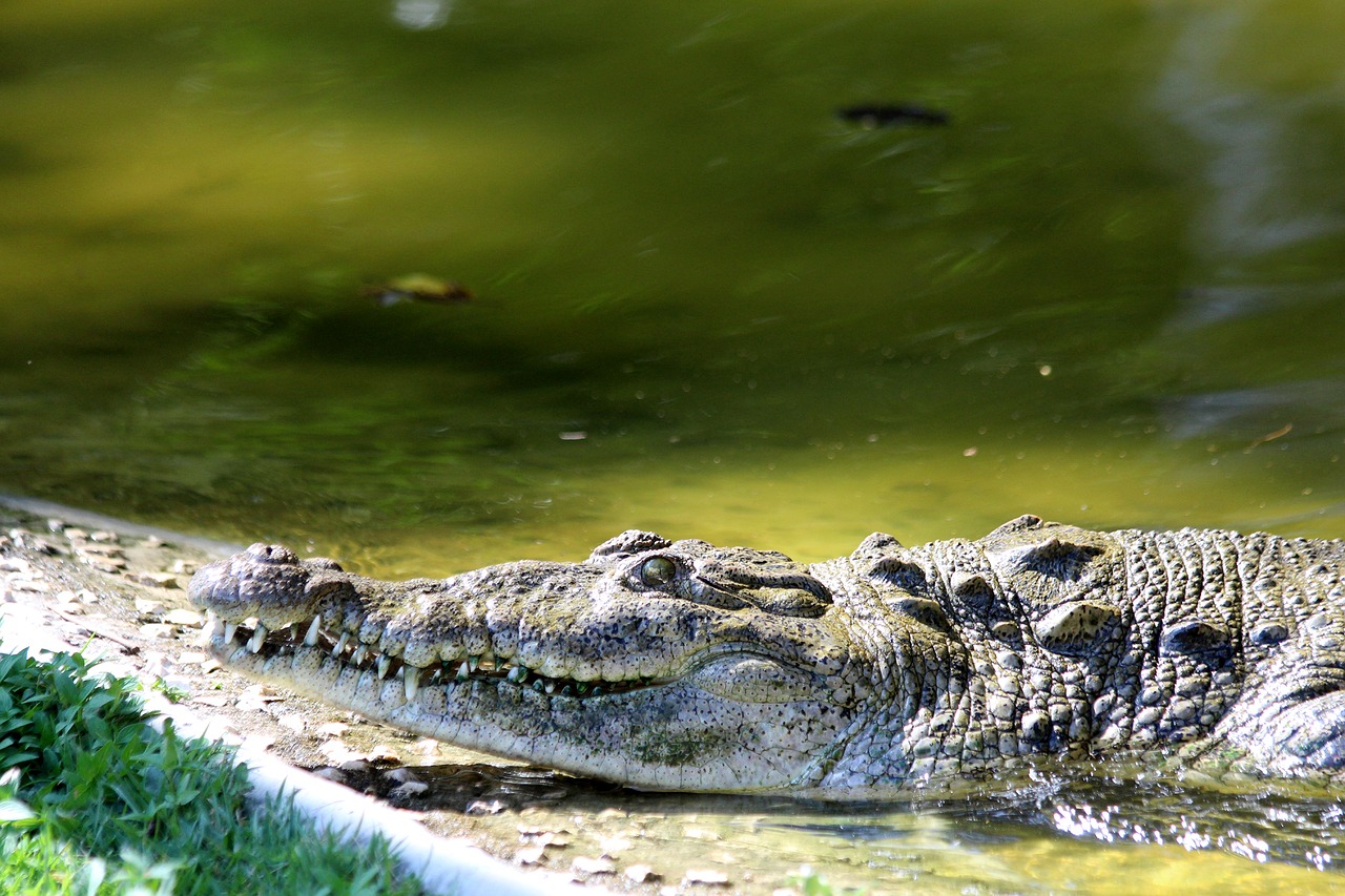 crocodile  body of water  nature free photo