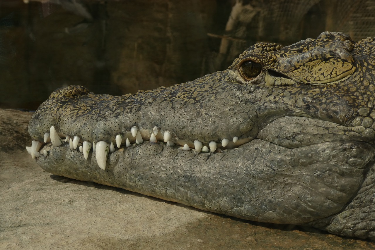 Зубы аллигатора и крокодила