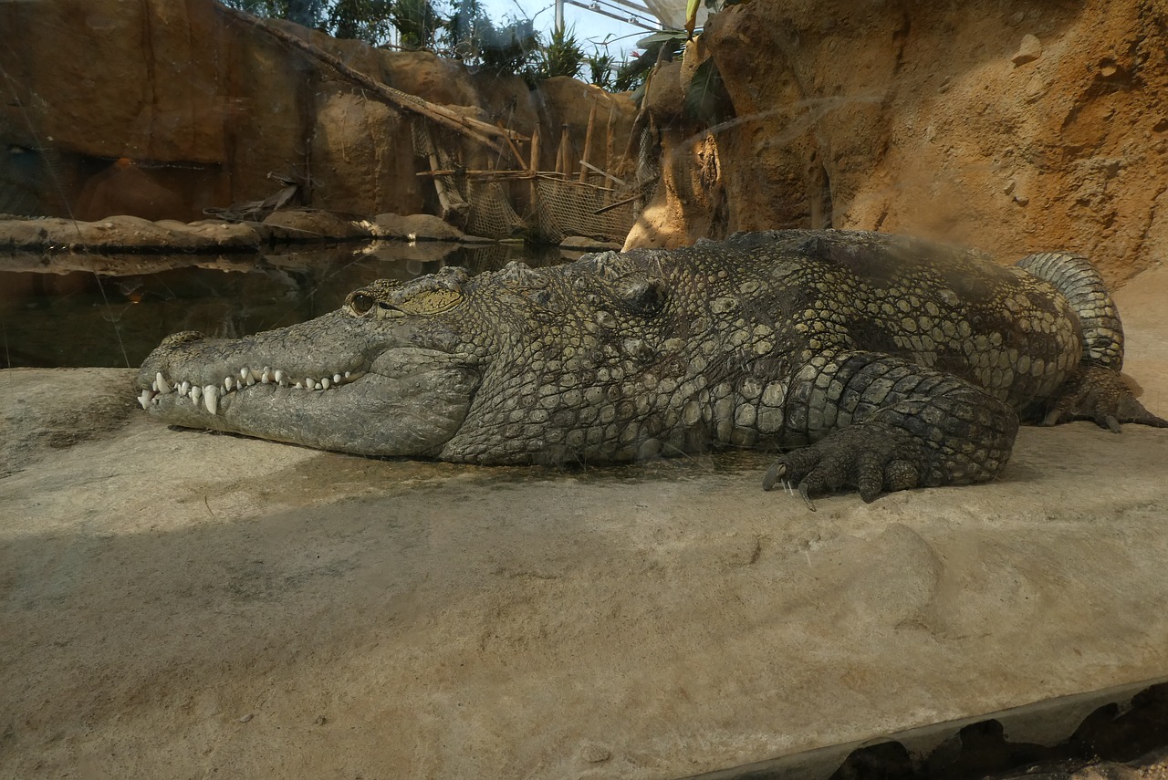 crocodile  predator  zoo free photo