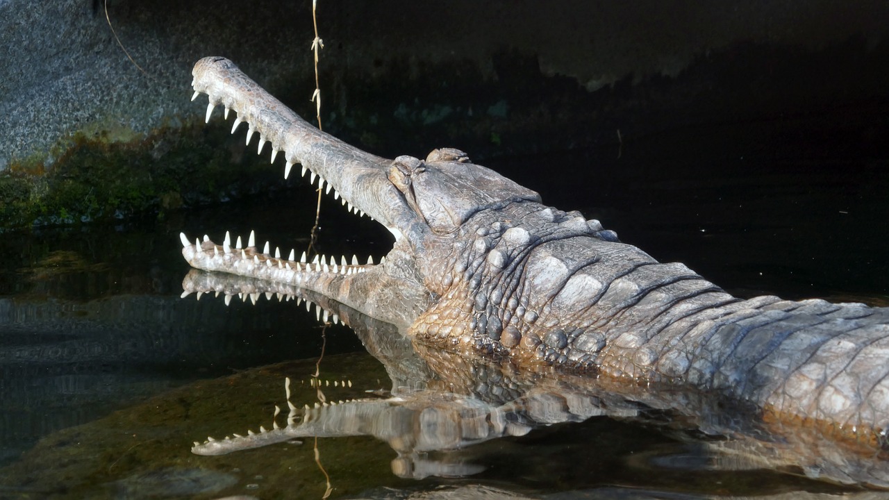 crocodile  alligator  predator free photo