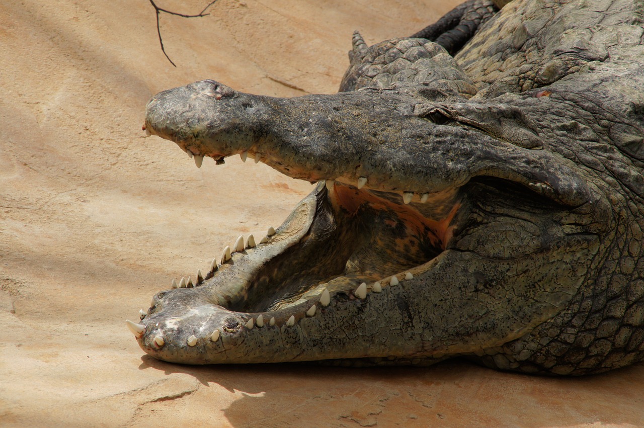 crocodile  animal  reptile free photo