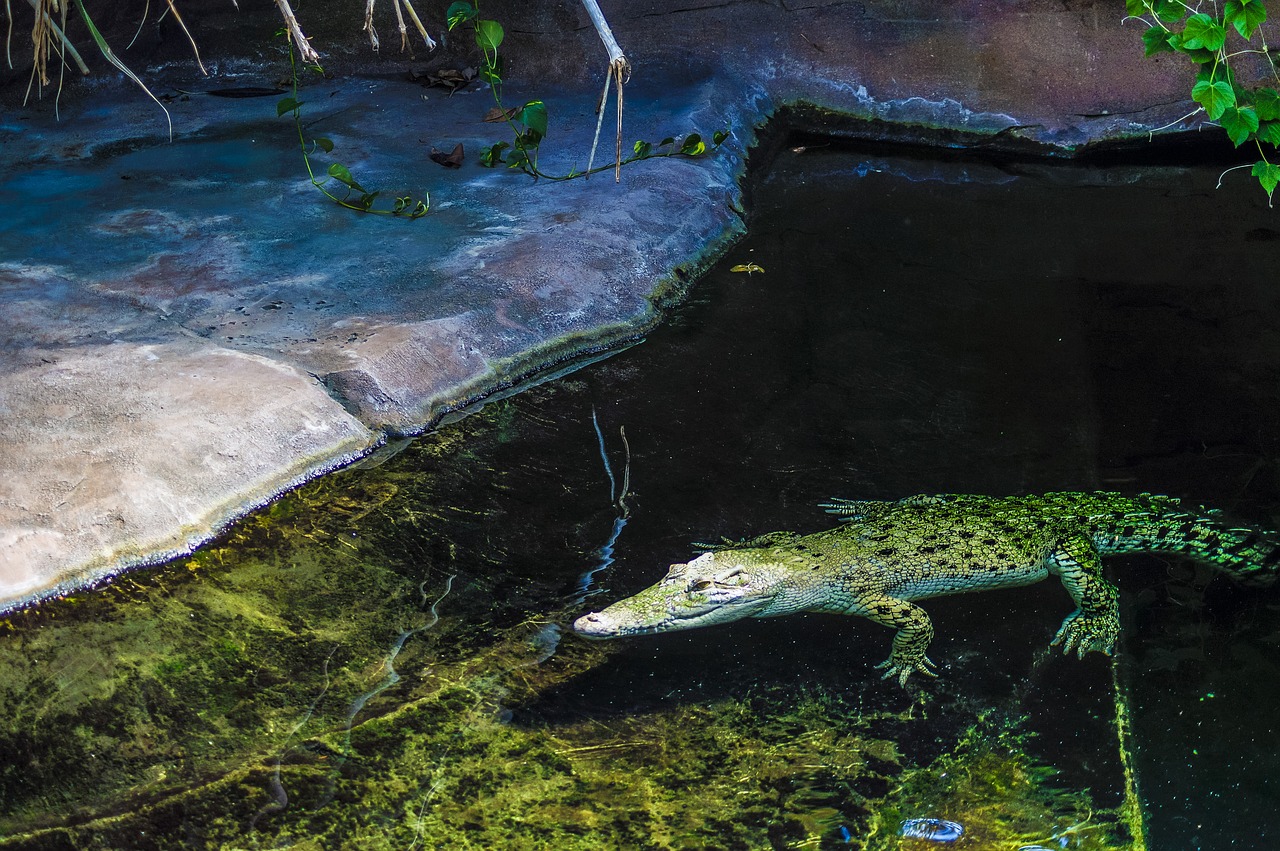 crocodile  water  reptile free photo