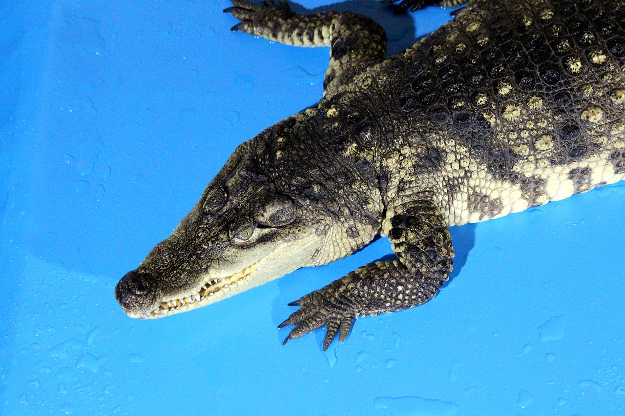 crocodile  nile crocodile  crocodylus niloticus free photo