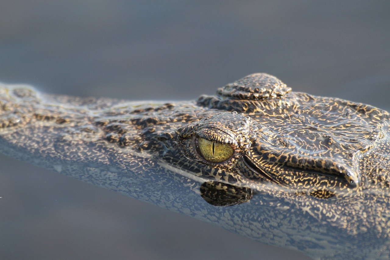 crocodile  wildlife  africa free photo