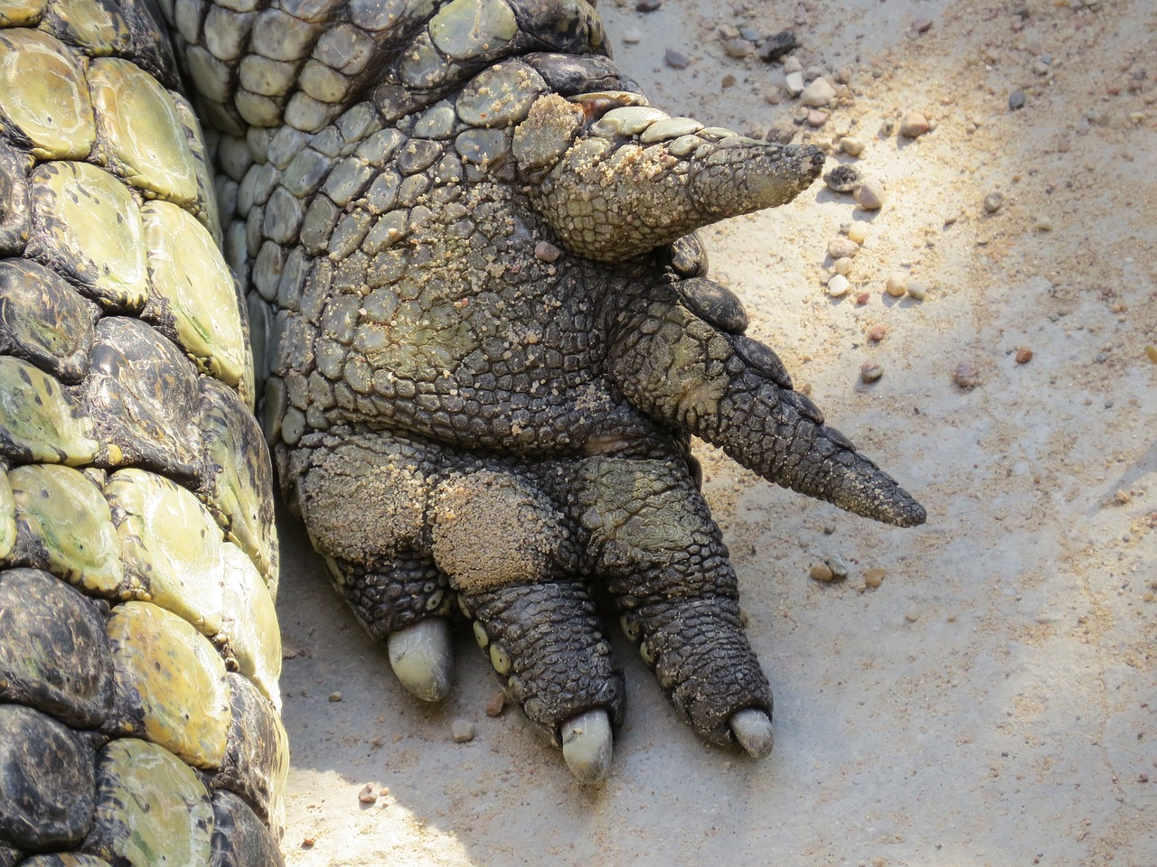 crocodile  hand  nature free photo