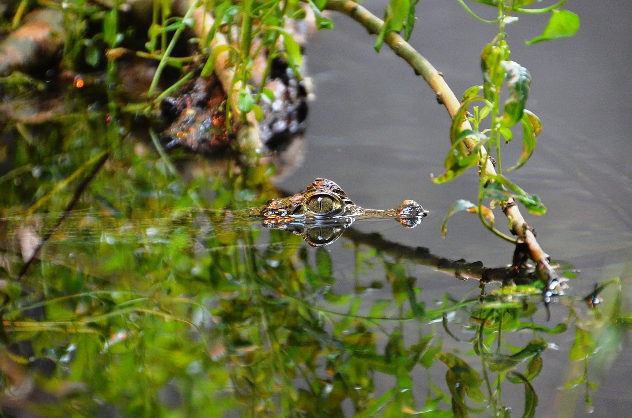 crocodile alligator disguised free photo