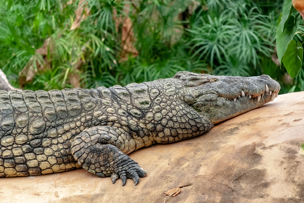 crocodile  reptile  tortie free photo