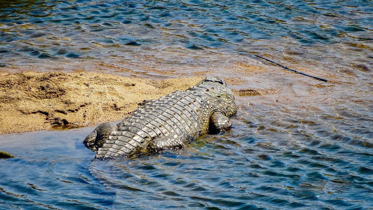 crocodile  river  predator free photo