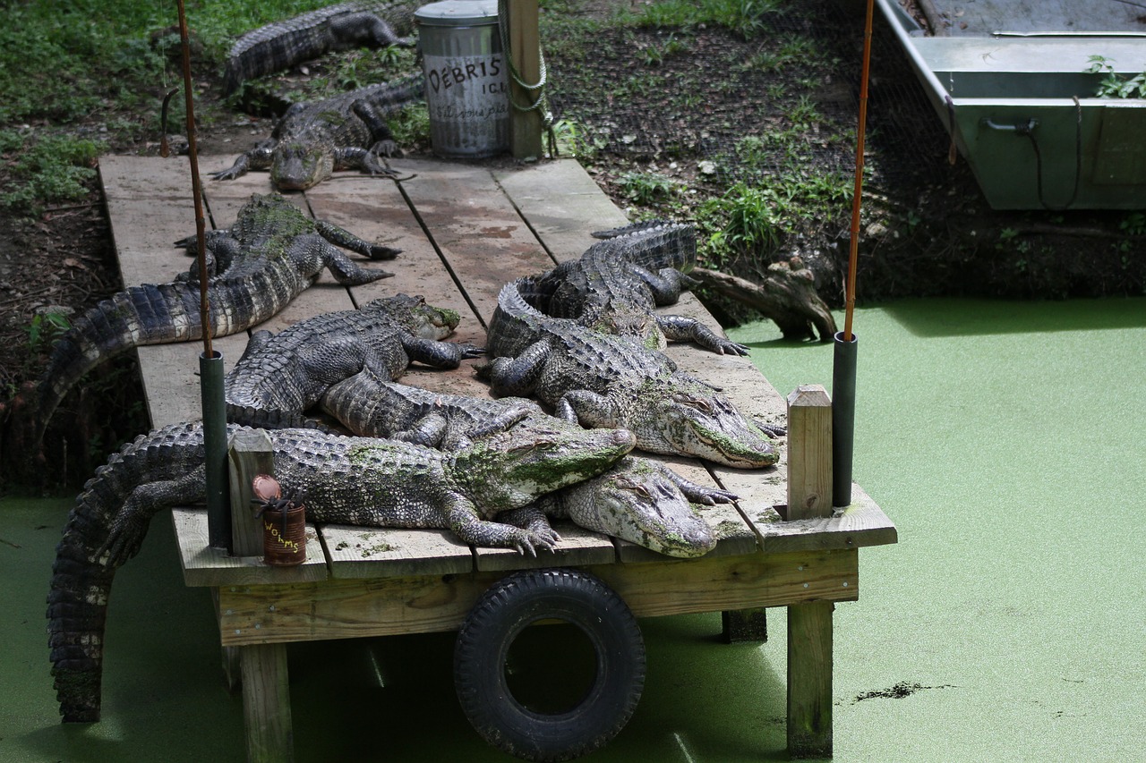 crocodile  dock  lazy free photo