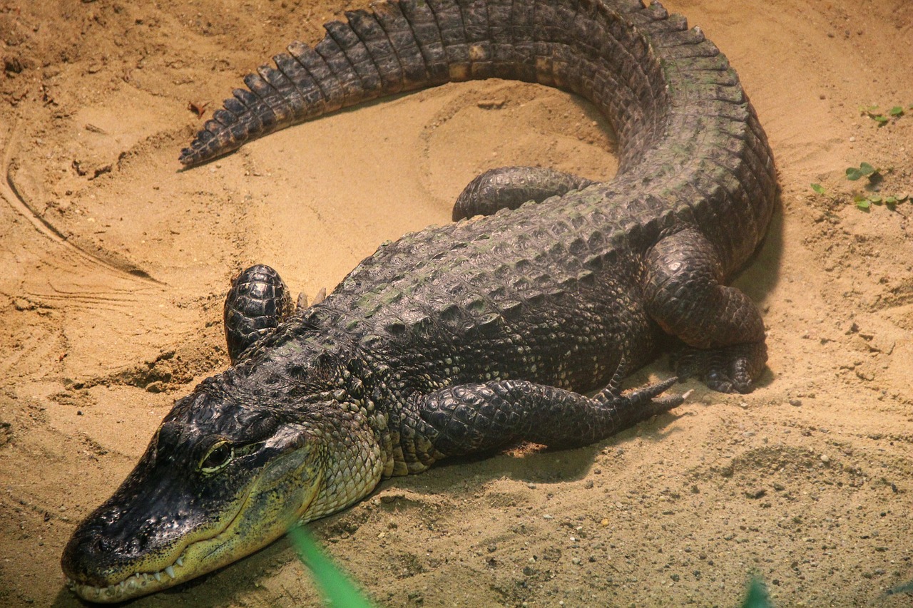 crocodile  reptile  alligator free photo