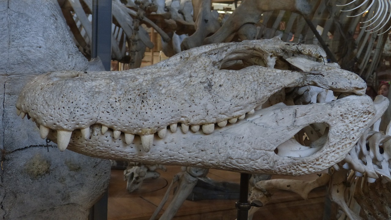 crocodile head skeleton free photo