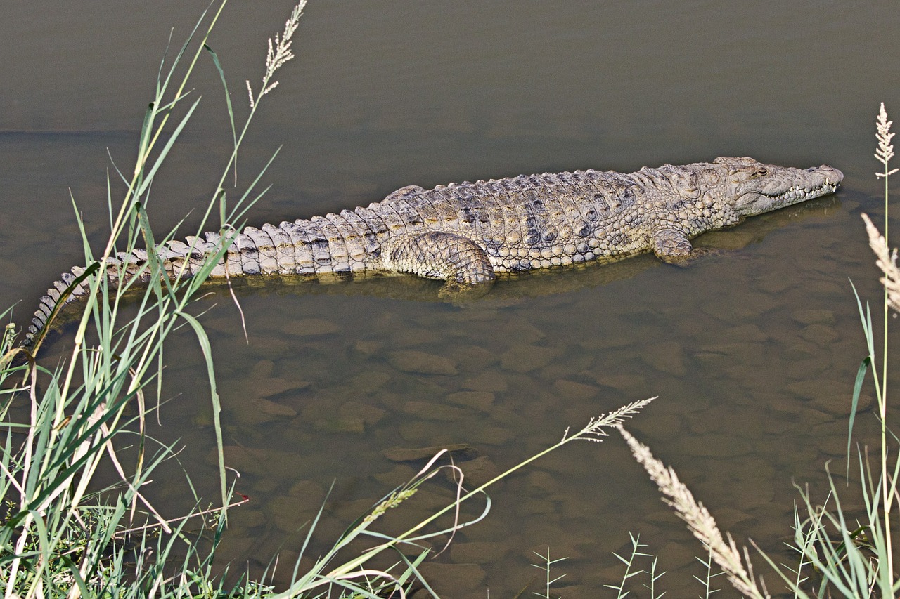 crocodile reptile amphibian free photo