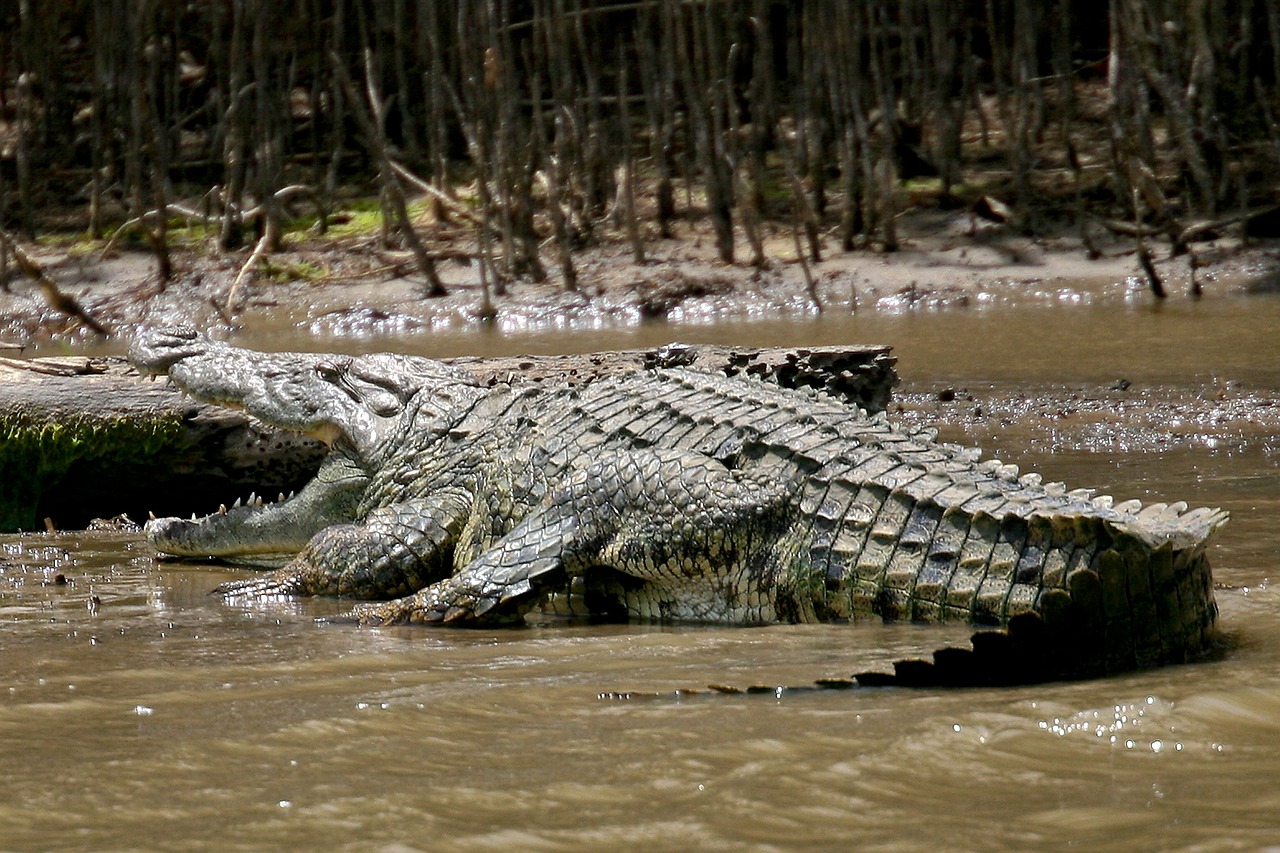 crocodile wild animal free photo