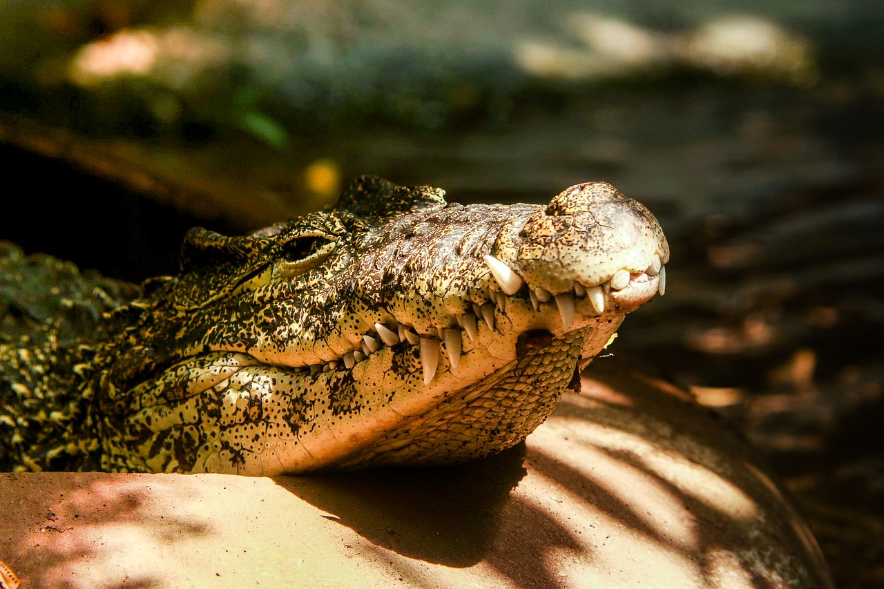 crocodile  sun  vacation free photo