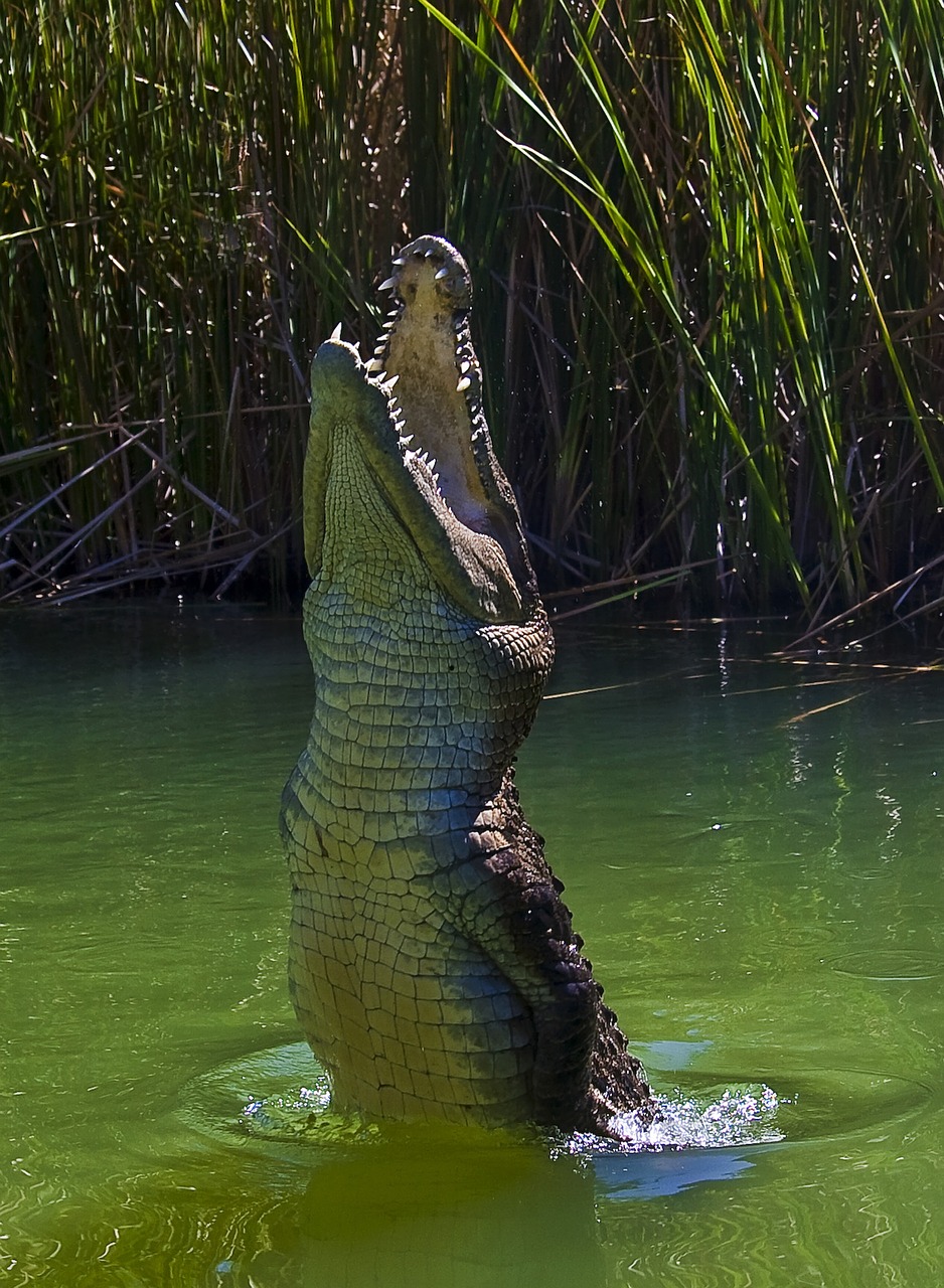 crocodile  animals  water free photo