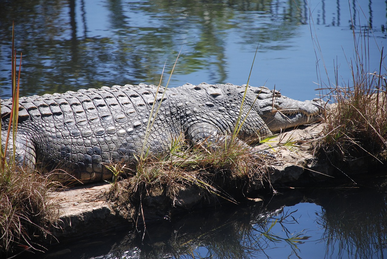 crocodile  reptile  scales free photo