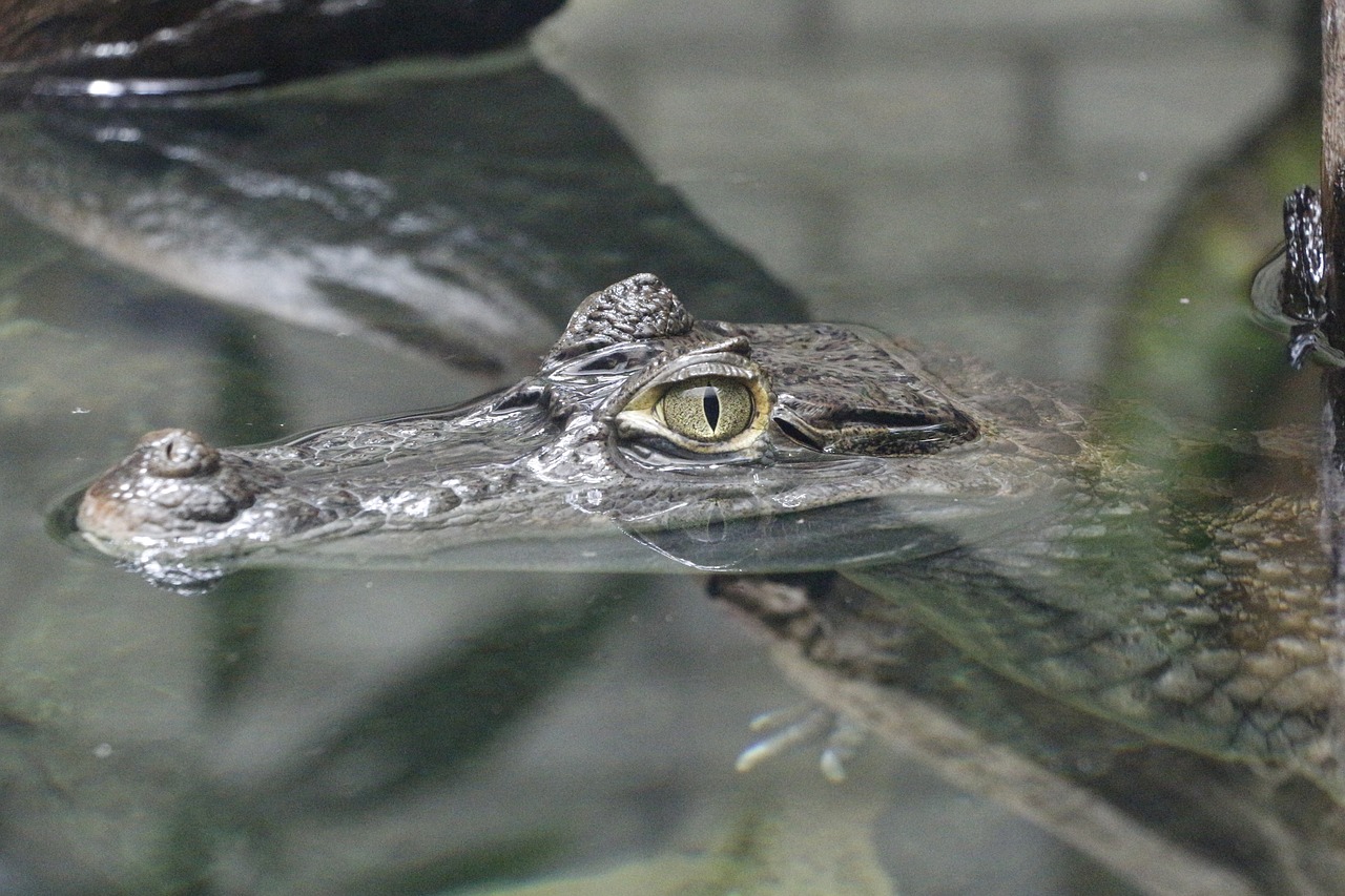 crocodile  alligator  zoo free photo